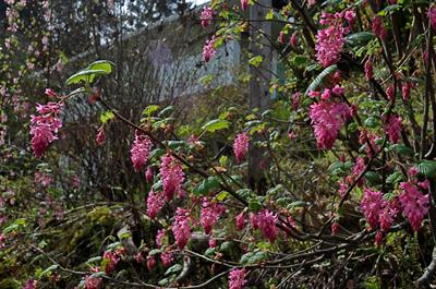 Stachyurus salicifol